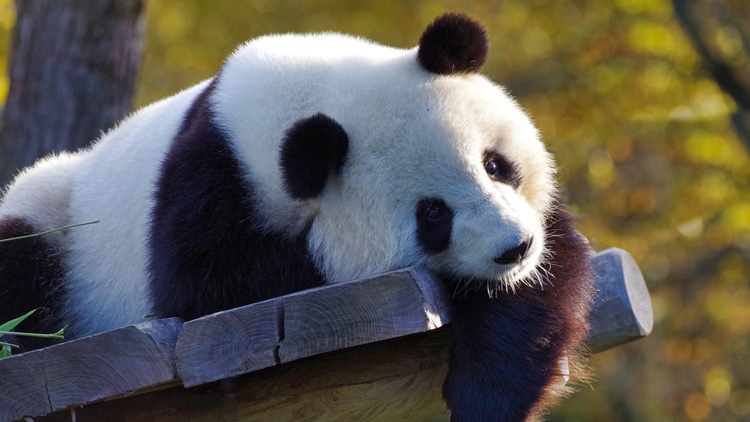 A Giant Panda which is native to China and a top attraction for travelers