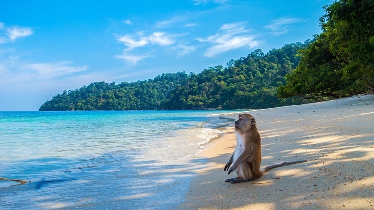 A monkey on a beach which travelers visit in Thailand