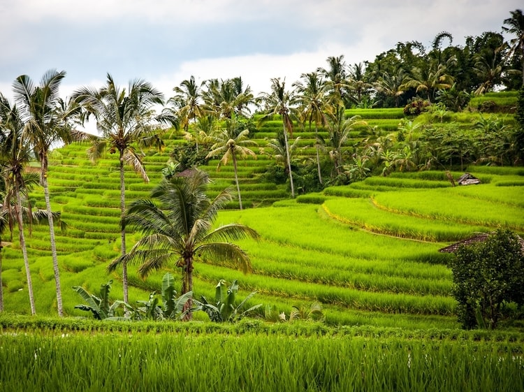 Bali which is a top destination for travelers in Indonesia