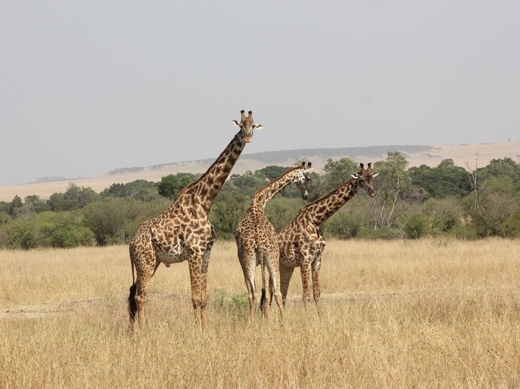 Masai Mara National Reserve which is a top attraction for travelers in Kenya