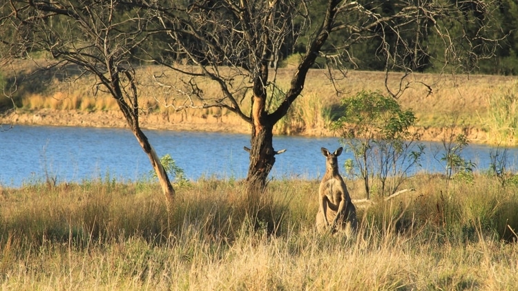 The Australian Outback which is a top destination for travelers in Australia