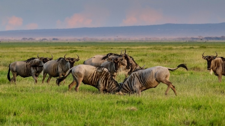 A safari which is a top attraction for travelers in Kenya